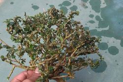 Cây dại mọc đầy đường lên chậu sang tay tiền triệu, ông chủ trẻ bội thu