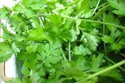 Uống hết 1 lít nước rau mùi theo cách này mỡ bụng tiêu hết
