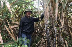 Người tiên phong trồng mía mắt mầm ở Gia Lai