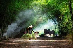 Thơ Nguyễn Đình Phê: Nhớ Chạp