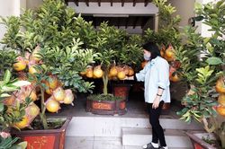 Bưởi cảnh xuống phố đón Tết sớm