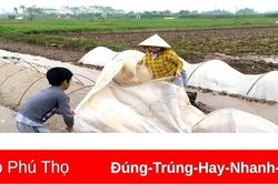 Tập trung thu hoạch vụ Đông, chuẩn bị sản xuất vụ Xuân