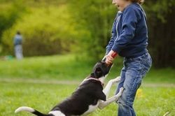 Nguy hiểm tính mạng nếu chủ quan khi bị chó cắn