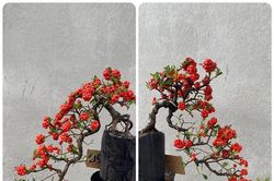 Ngắm cây táo nghìn quả được người dân 'săn lùng' về trưng Tết