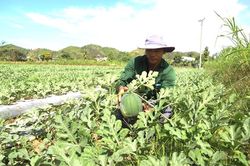 Người dân Đạ Tẻh trồng hơn gần 200 hecta dưa hấu bán tết