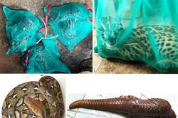 Bảo Lộc: Khởi tố đối tượng tàng trữ nhiều loài động vật nguy cấp, quý hiếm