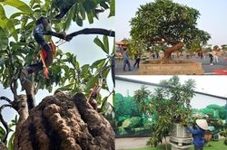 Choáng ngợp những cây trứng gà bonsai 'hét' giá tiền tỷ