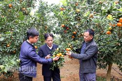 Vụ cam V2 đầu tiên trên đất Phú Long đã cho trái ngọt