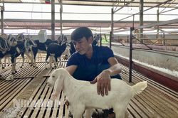 Phát triển các mô hình nuôi dê theo hướng an toàn sinh học