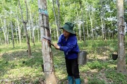 'Vàng trắng' hồi sinh
