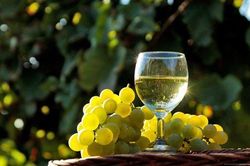Rượu vang trắng và mối nguy hiểm khôn lường đối với phụ nữ