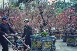 Đào, quất rộn ràng xuống phố đón Tết Quý Mão 2023