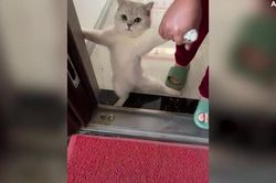 Bật cười với chú mèo bướng bỉnh quyết không chịu ra ngoài trời lạnh