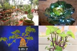 'Ngẩn ngơ' ngắm bonsai rau củ quả lạ mắt đón Tết Nguyên đán
