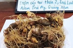 Bắt kẻ trộm 16 củ sâm Ngọc Linh trị giá hơn 170 triệu đồng