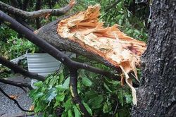 Dựng rạp làm đám cưới, chú rể không may bị cây đè tử vong