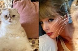 Mèo của Taylor Swift là thú cưng giàu thứ 3 thế giới với khối tài sản siêu khủng