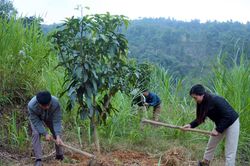 Tuần Giáo khắc phục hạn chế trong phát triển cây ăn quả