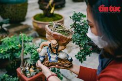 Hà Nội: Vạn tuế bonsai mini độc lạ hút khách chơi Tết