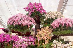 Độc đáo lan Hồ Điệp bonsai chào Tết Quý Mão 2023