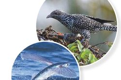 Mối tình tu hú, cá chuồn