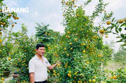 Chuyện đời trồng quất