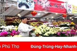 Hoa Tết xuống phố