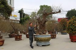 Những gốc đào 'khủng' ở vùng cao đổ bộ xuống phố