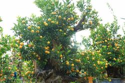 Độc đáo quất bonsai chào Tết Quý Mão 2023
