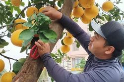 Hoa, cây cảnh ùn ùn về phố phục vụ dân chơi Tết