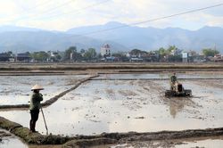 Tập trung sản xuất lúa đông xuân