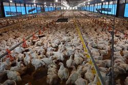 Hiện đại hóa nông nghiệp ở Indonesia