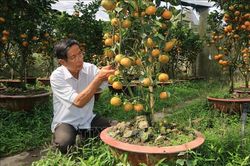 Quýt hồng Lai Vung lên chậu phục vụ thị trường Tết