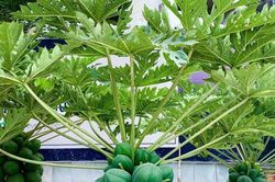 Đu đủ bonsai chục triệu đồng/cây chào Tết Quý Mão