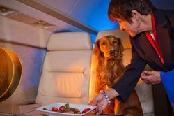Thú vui kỳ lạ của giới nhà giàu khi đi du lịch: Gội đầu bằng nước có ga, thuê máy bay cho chó