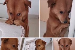 Bị chủ mắng, chú chó bất ngờ 'hóa đá' giả vờ không nghe thấy gì