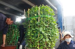 Vừa hửng nắng, tàu tranh thủ 'chở tết' ra đảo Lý Sơn
