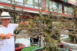 Ngắm mai vàng bonsai cổ thụ hơn 400 triệu đồng ở TPHCM