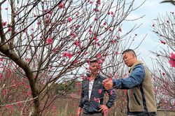'Thủ phủ' đào Nam Phong vào vụ Tết