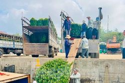 Trời vừa hửng nắng, tàu chạy hết công suất để kịp 'chở Tết' ra đảo Lý Sơn