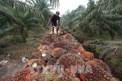 Indonesia tìm kiếm thị trường xuất khẩu mới cho than đá, dầu cọ