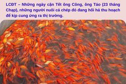 Hối hả thu hoạch cá chép đỏ phục vụ thị trường