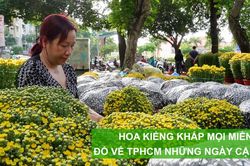 Hoa kiểng khắp mọi miền đổ về TPHCM những ngày cận tết