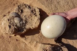 Phát hiện trứng hơn 4.000 năm tuổi ở Israel