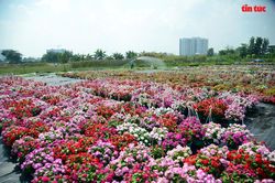 TP Hồ Chí Minh: Rực rỡ sắc hoa những ngày cận Tết