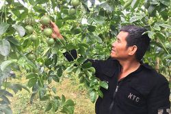 Thu tiền tỷ nhờ trồng chanh dây xuất khẩu