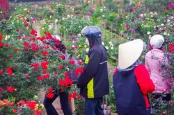 Chợ hoa lớn nhất Hà Nội hối hả phục vụ dịp cận Tết