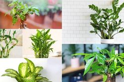 Những loại cây cảnh mang tài lộc, may mắn vào nhà dịp Tết