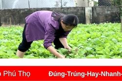 Rau an toàn cho ngày Tết