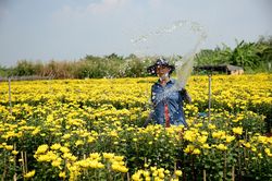 Rực rỡ sắc màu hoa Tết ở vùng ngoại ô TP. Hồ Chí Minh